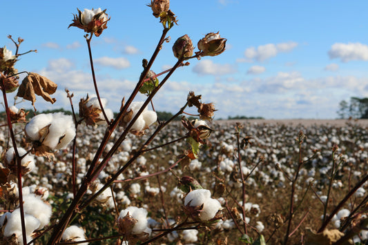 Pourquoi avons-nous choisi le coton biologique ?